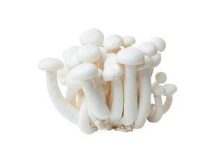 White beech mushrooms or Shimeji mushroom isolated on white background