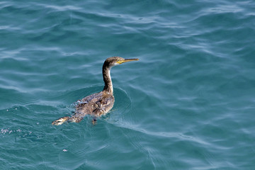 European shag or common shag (Phalacrocorax aristotelis), Crete 