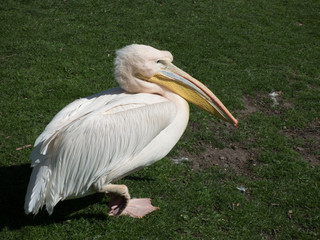 Weiß pinker Pelikan Nahaufnahme sitzend mit grünem hintergrund