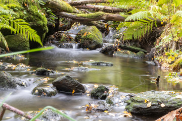 stream in forest