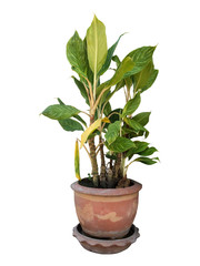 Dieffenbachia in brown pot isolated on white background with clipping path.