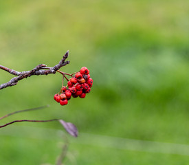 red berries on branch