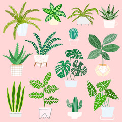 House plants in pots vector collection. Houseplant illustration
