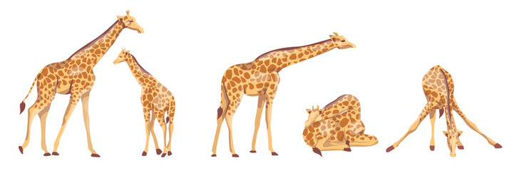 Collection of giraffes. Animals of Africa. Wild nature. Vector illustration, isolated on white background