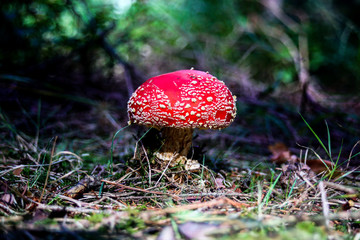 Einsamer Fliegenpilz