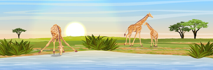 Family of giraffes at the watering place. Adult giraffes mother and young giraffe child. African savannah. Coast of a large lake. Realistic vector landscape. The nature of Africa © AnnstasAg