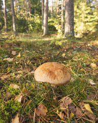 Wild mushrooms in pine forest.