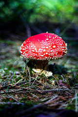 Einzelner junger Fliegenpilz 2