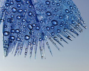 Drop of water dew on a fluffy feather close up.