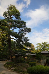 日本庭園の松