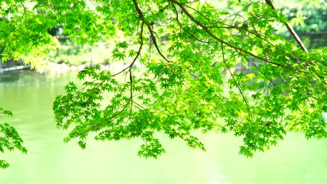 美しい・新緑・池の水面に反射する木漏れ日