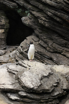 Ocean&aacute;rio de Lisboa - Pinguim Saltador da Rocha