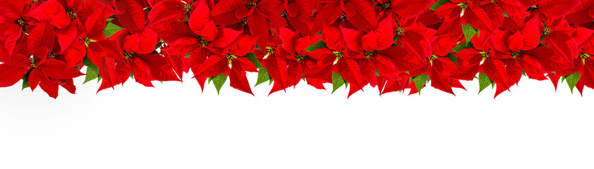 Christmas red flower poinsettia Floral border - obrazy, fototapety, plakaty
