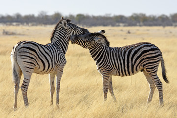 Obraz na płótnie Canvas Steppenzebras (Equus quagga) im Etosha Nationalpark (Namibia)