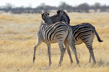 Fototapeta na wymiar Steppenzebras (Equus quagga) im Etosha Nationalpark (Namibia)