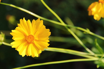 wunderschöne gelbe Blüte
