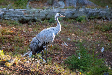 Obraz premium Kranich im Nationalpark Bayerischer Wald 