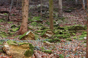 Waldboden in Hanglage