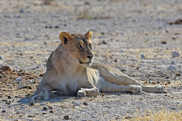 Löwin (panthera leo) am Wasserloch Gemsbokvlakte im Etosha Nationalpark (Namibia)