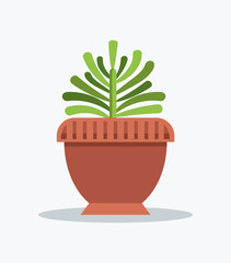 Exotic Green Yucca Indoor Plant in Big Clay Pot