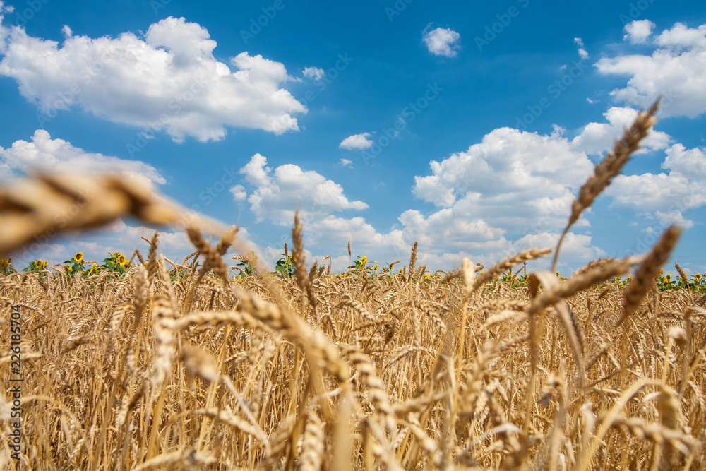 Wall mural field of ripe wheat