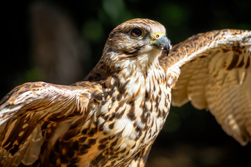 Adler 3