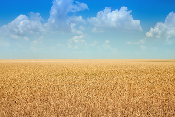 wheat field and blue sky