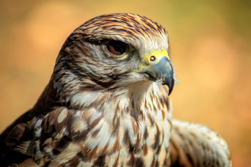 Adler