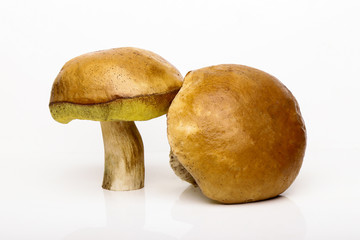Two Porcini isolated white background. White mushrooms