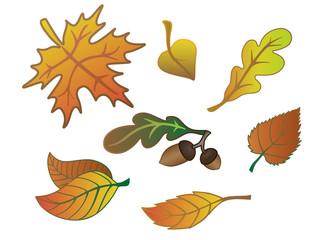 Obraz premium Autumn leaves, acorns, oak leaf. Set of autumn leaves. Red, yellow and maroon leaves.