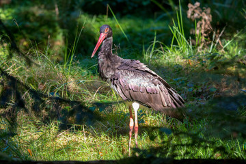 Schwarzstorch im Nationalpark Bayerischer Wald 