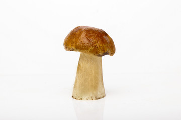 Porcini isolated white background. White mushrooms