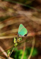 Grüner Zipfelfalter