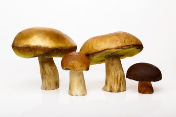 Fours Porcini isolated white background. White mushrooms