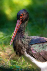 Schwarzstorch im Nationalpark Bayerischer Wald 