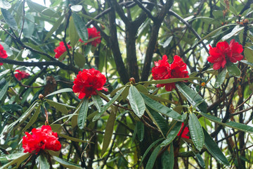 Fototapeta na wymiar The Himalayan Mountains, Nepal. Flowering rhododendrons.