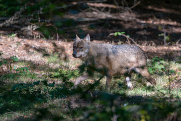 Wolf , Grauer Wolf (Canis lupus) im Nationalpark Bayerischer Wald 