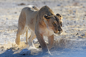 Löwin (panthera leo) am Wasserloch Gemsbokvlakte im Etosha Nationalpark (Namibia)