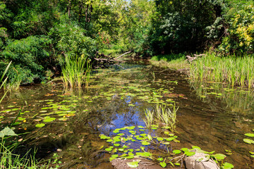 Small river in the forest at summer