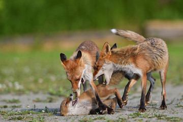 キタキツネの家族