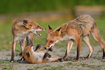 キタキツネの家族