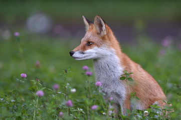 キタキツネの子供