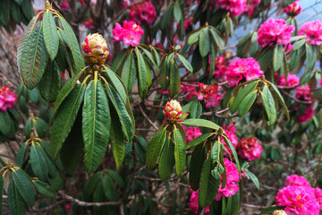 The Himalayan Mountains, Nepal. Flowering rhododendrons.