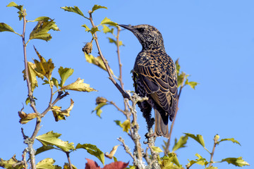 sturnus vulgaris