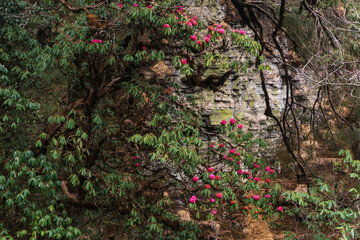 The Himalayan Mountains, Nepal. Flowering rhododendrons.