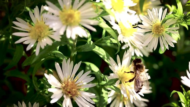 bee on flowers collecting pollen macro closeup