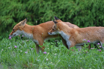 キタキツネの子供