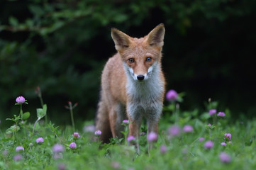 キタキツネの子供