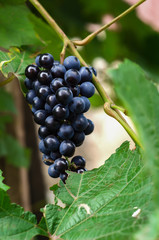 Ripe grapes