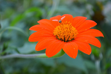 Blume orange Insekt